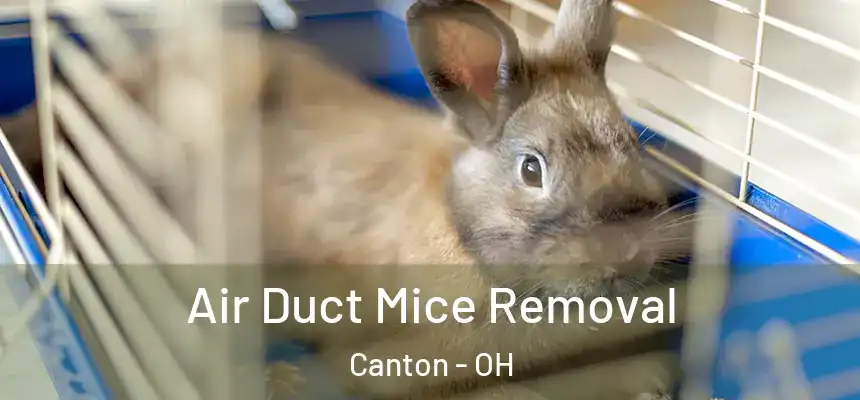  Air Duct Mice Removal Canton - OH
